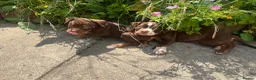 American Bully dogs for sale: American pocket bully  - Advert 20