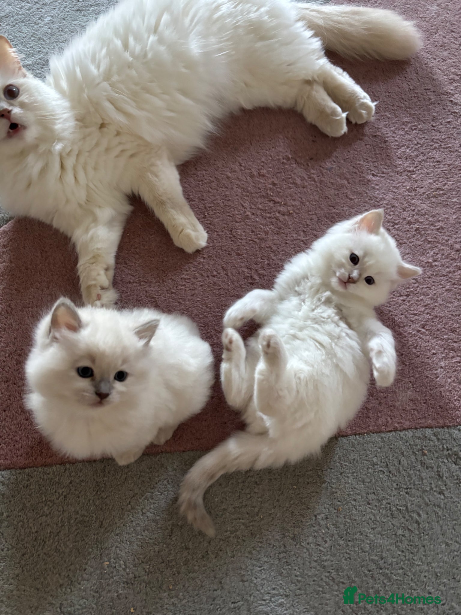Ragdoll cats for sale: RARE FAWN POINT KITTENS - Advert 1