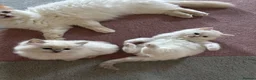 Ragdoll cats for sale: RARE FAWN POINT KITTENS - Advert 1