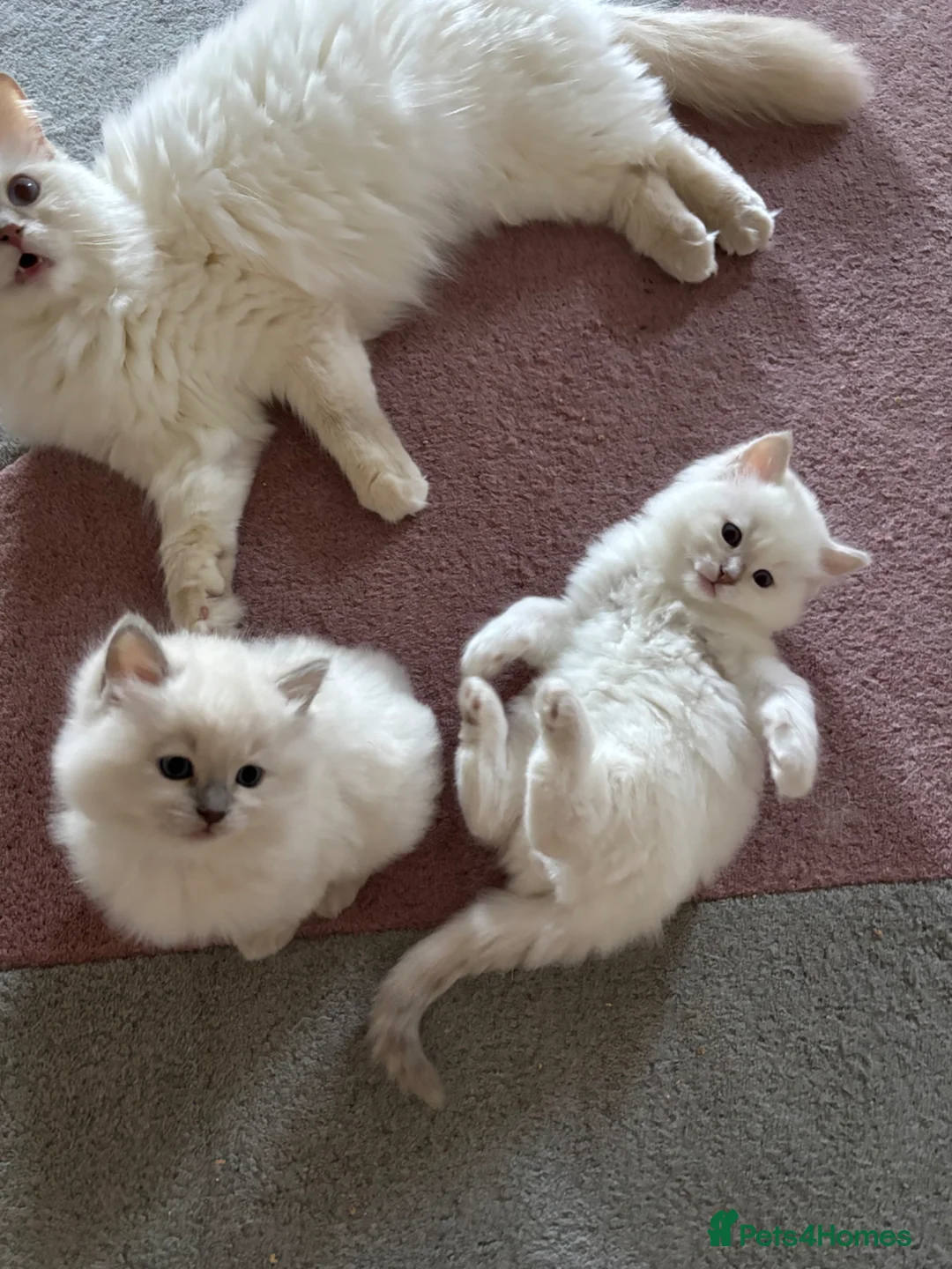 Ragdoll cats for sale: RARE FAWN POINT KITTENS - Advert 1
