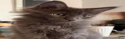 Maine Coon cats for sale: Big Personality MaineCoon in Bishop's Stortford - Advert 3