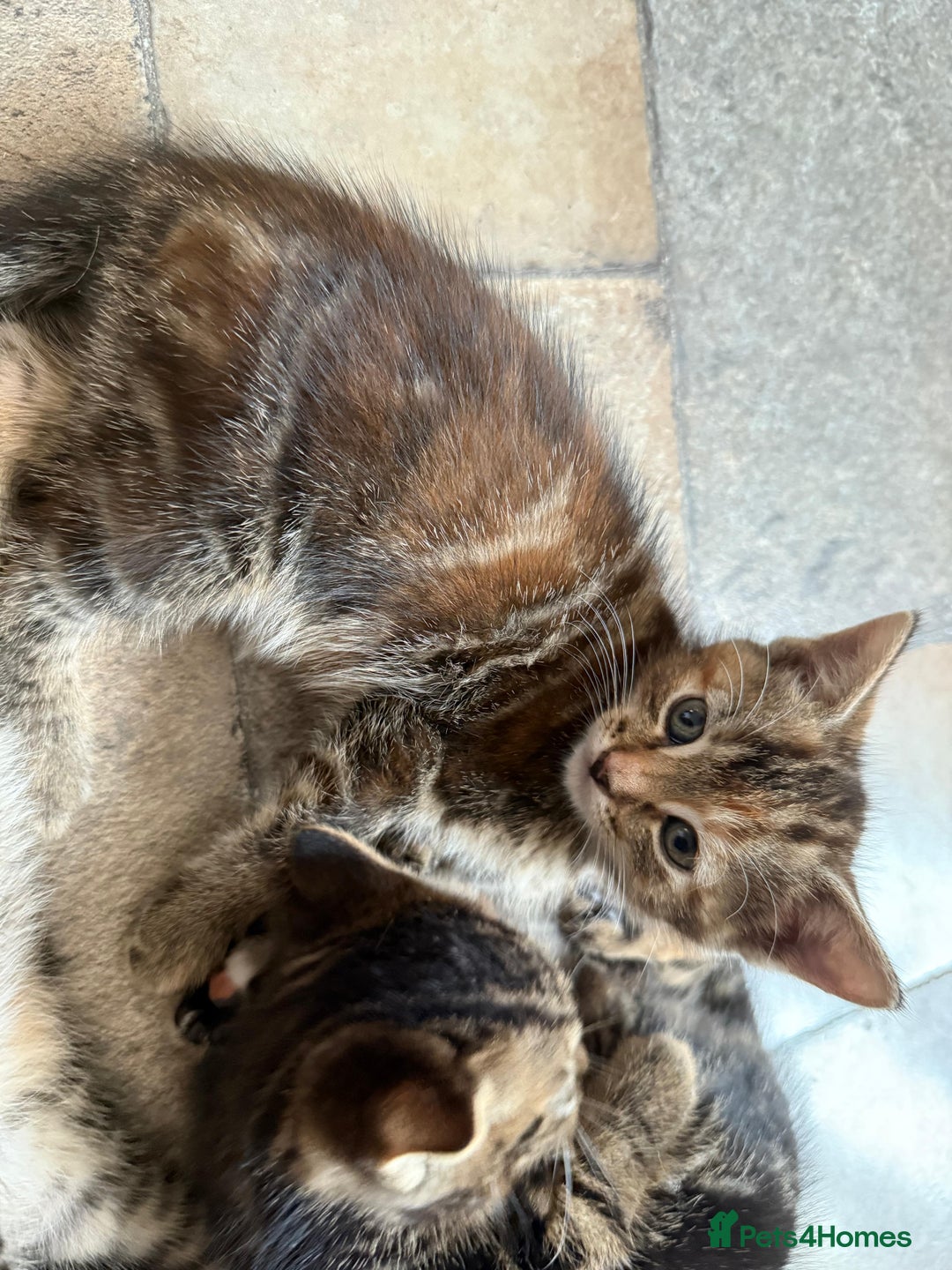 British Shorthair cats for sale: Beautiful tabby kittens - Image 37