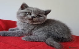 British Shorthair cats for sale: Championline British Blue kittens - Image 4