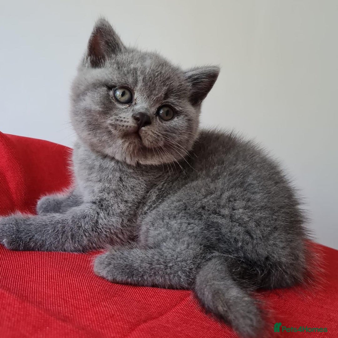 British Shorthair cats for sale: Championline British Blue kittens - Image 4