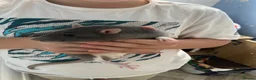 Rat rodents for sale: Two male rats with huge enclosure - Advert 6