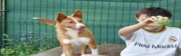 Portuguese Podengo dogs for adoption: Sweet  in Birkenhead - Advert 6