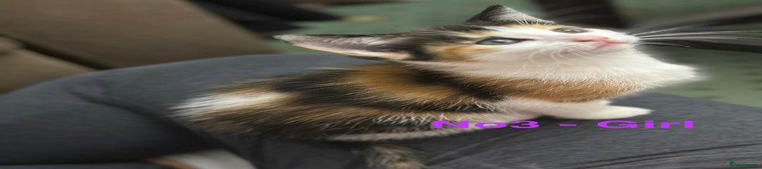 Domestic Shorthair Kitten 2