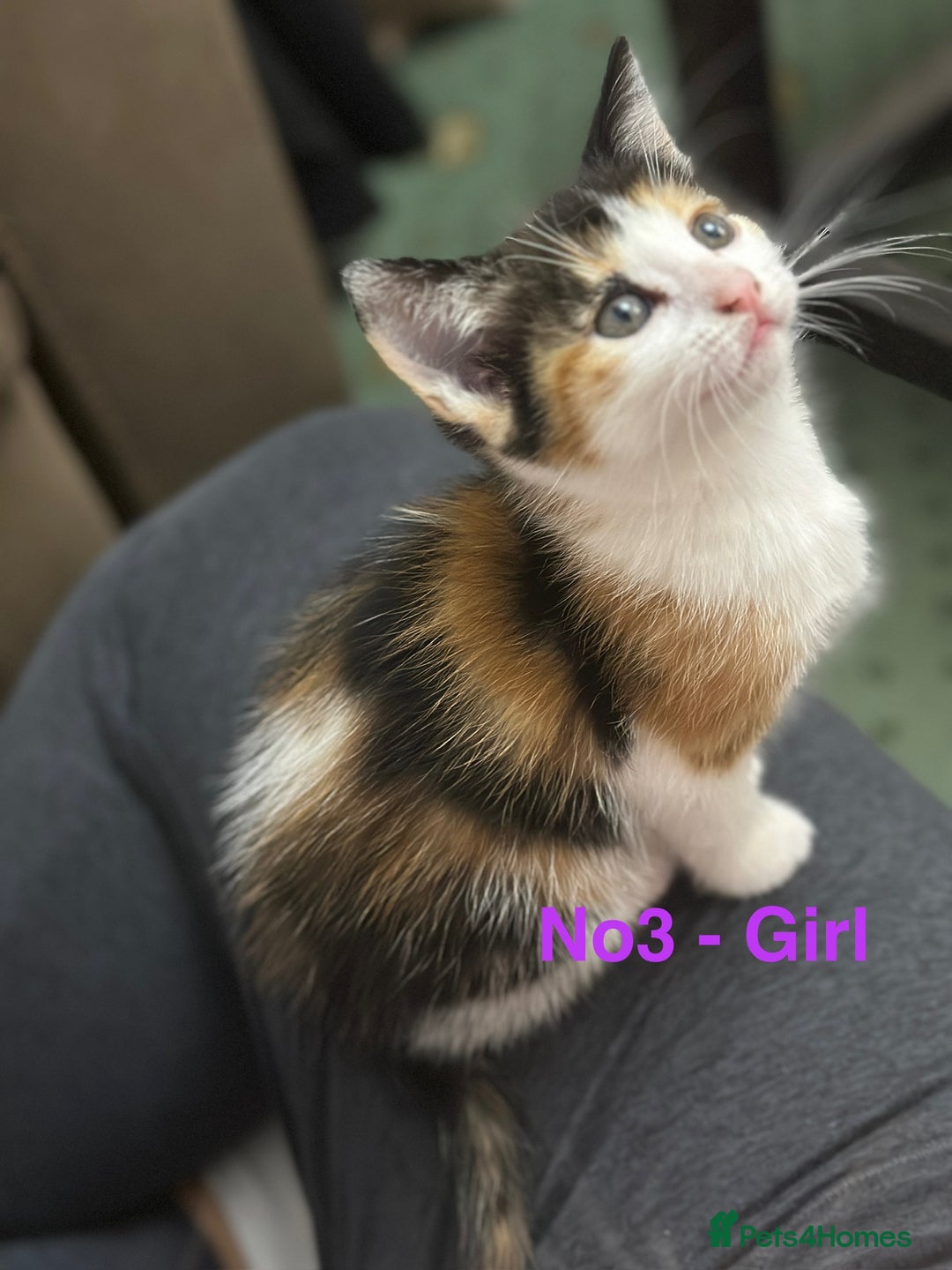 Domestic Shorthair cats for sale: Kittens for sale - Image 4