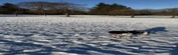 Cocker Spaniel dogs for sale: 4 year old cocker spaniel (Albie)  in Oldbury - Advert 3