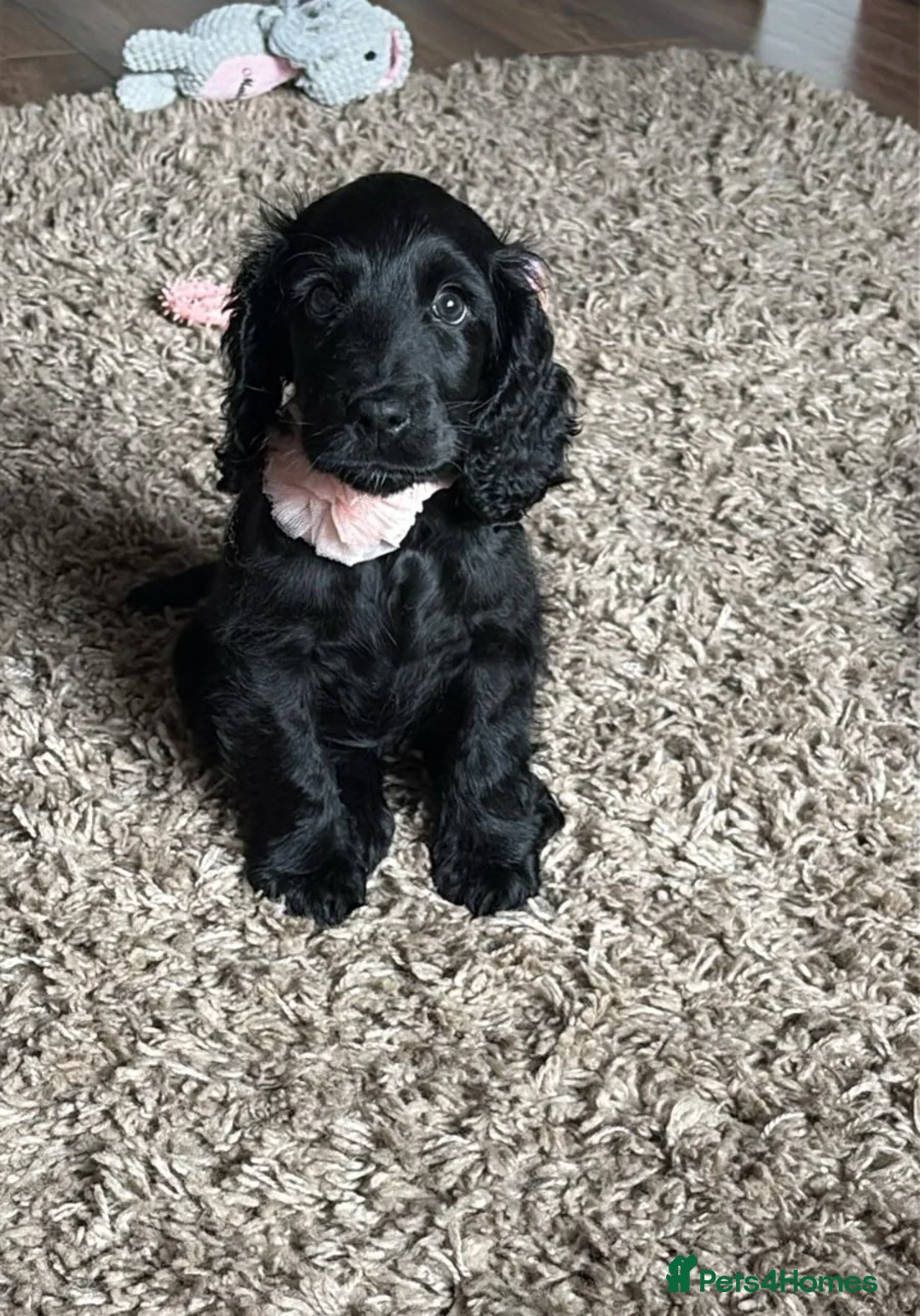 Cocker Spaniel dogs for sale: KC Registered Show Cocker Spaniel Female Puppy - Advert 1