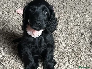 Cocker Spaniel dogs KC Registered Show Cocker Spaniel Female Puppy - Advert 14