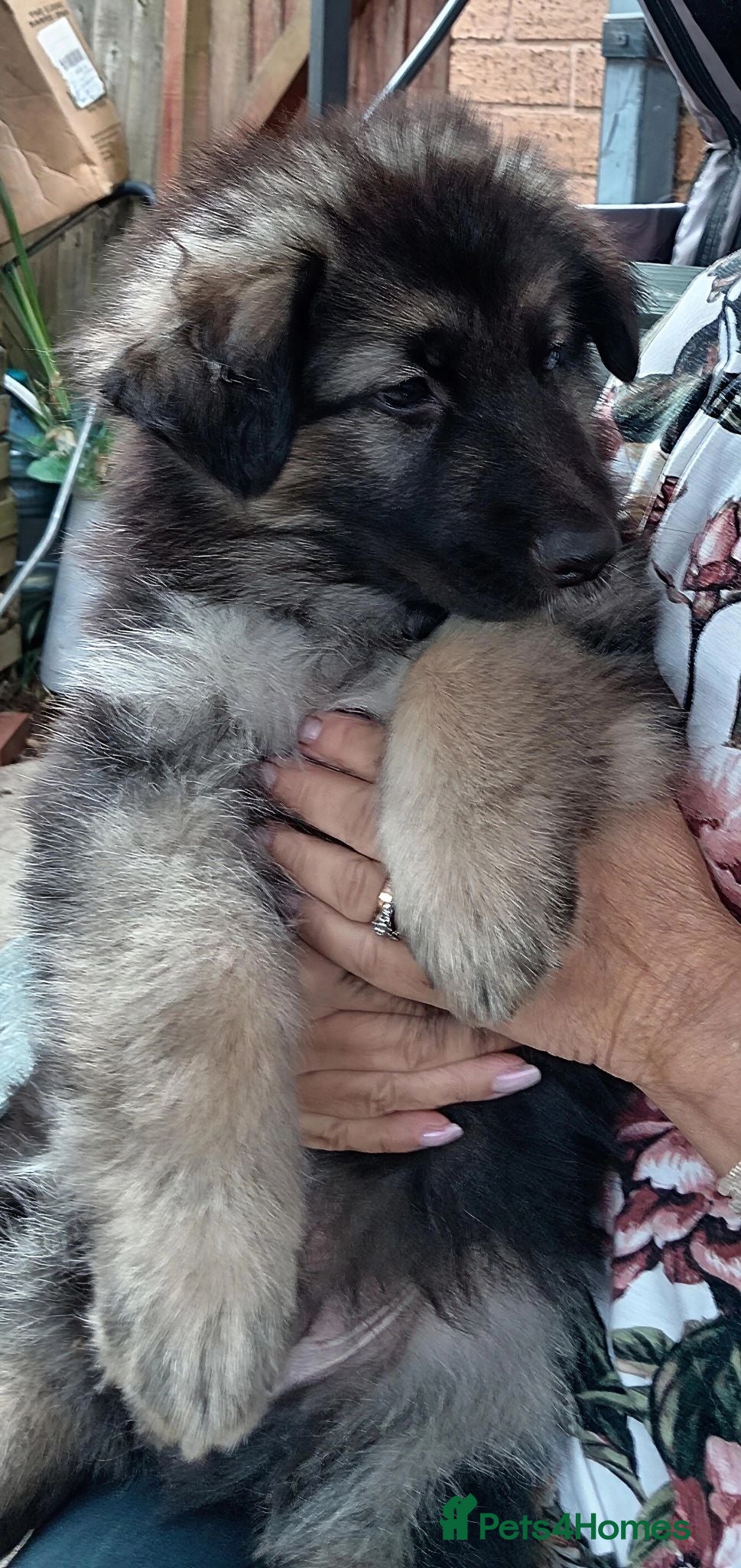 German Shepherd dogs Long Hair German Shepherd Puppies  - Advert 4