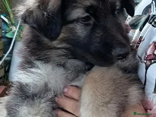 German Shepherd dogs Long Hair German Shepherd Puppies - Advert 4