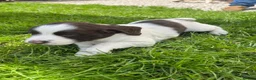 English Springer Spaniel dogs for sale: Springer spaniel puppies  in Okehampton - Advert 8