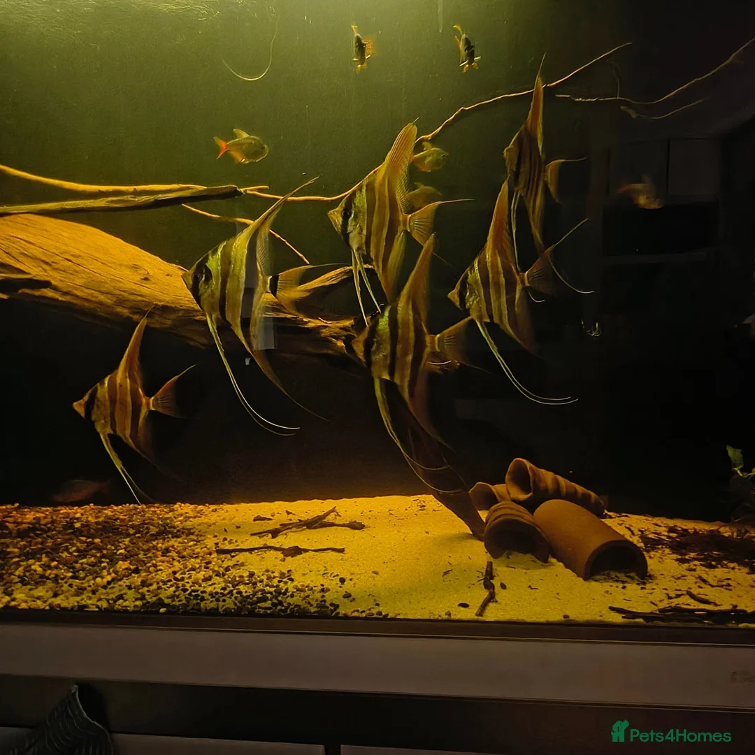 Angelfish fish for sale: Altum atabapo x6 - Advert 2