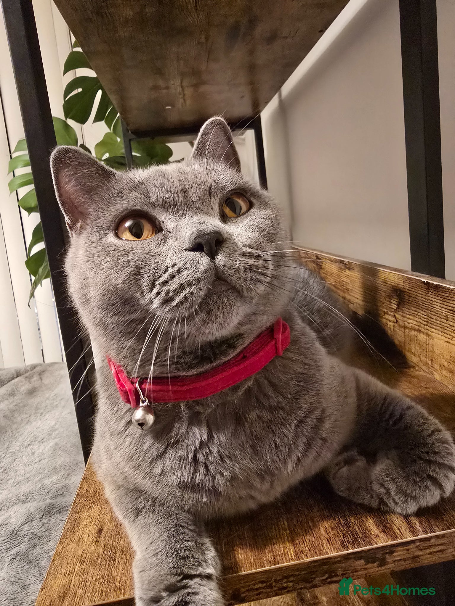 British Shorthair cats Kittens British shorthair  - Advert 1