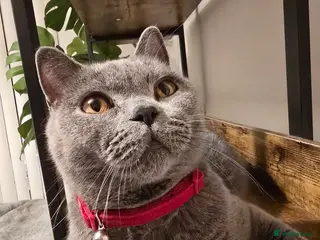 British Shorthair cats Kittens British shorthair - Advert 2