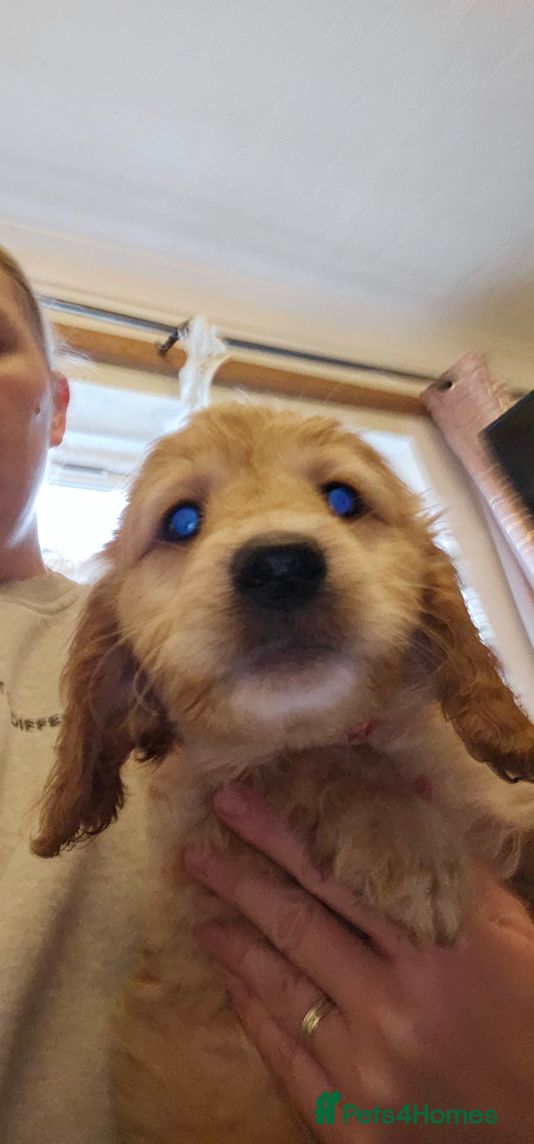 Cockapoo dogs for sale: 5 stunning f2 cockapoos ready togo x - Advert 5