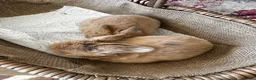 Mini Lop rabbits for sale: Mini lop babies ready for small hands - Advert 5