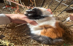 Guinea Pig rodents for sale: Beautiful Young GuineaPigs  - Image 3
