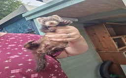 Ferret rodents for sale: Kits for sale - Image 2