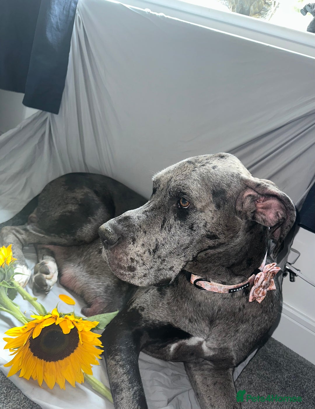 Great Dane dogs for sale: KC Registered Great Dane Puppies. - Image 2
