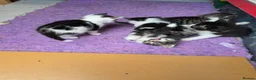 Mixed Breed cats for sale: 5 kittens and adult cat sale. Adult cat £50  in Ipswich - Advert 22