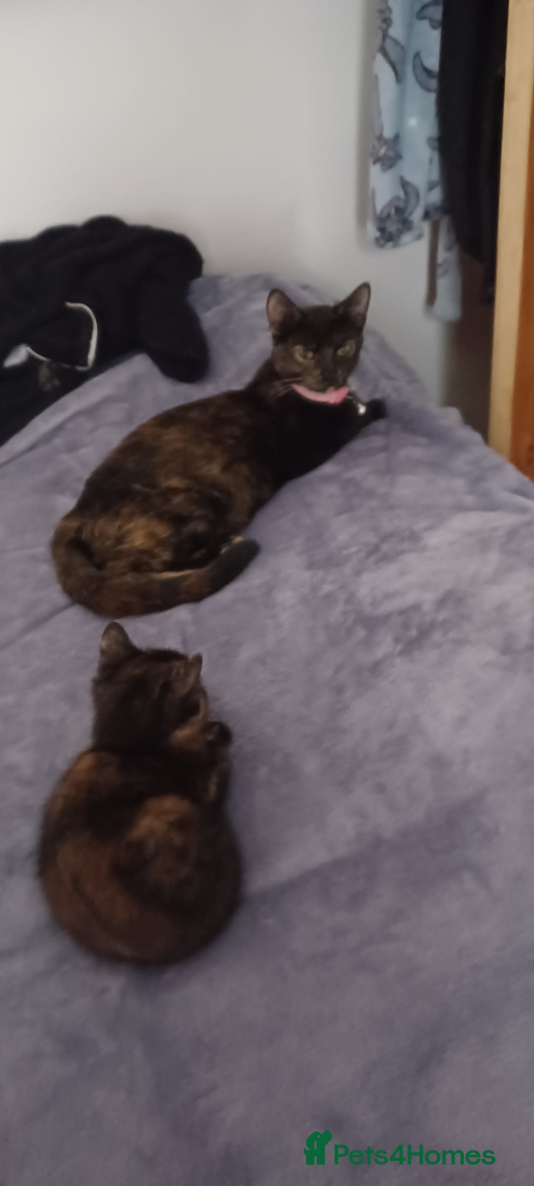 British Longhair cats for sale: 3 baby kittens house trained needing a new home - Image 5