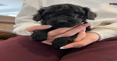 Toy Poodle dogs Beautiful toy poodle puppies  - Advert 7
