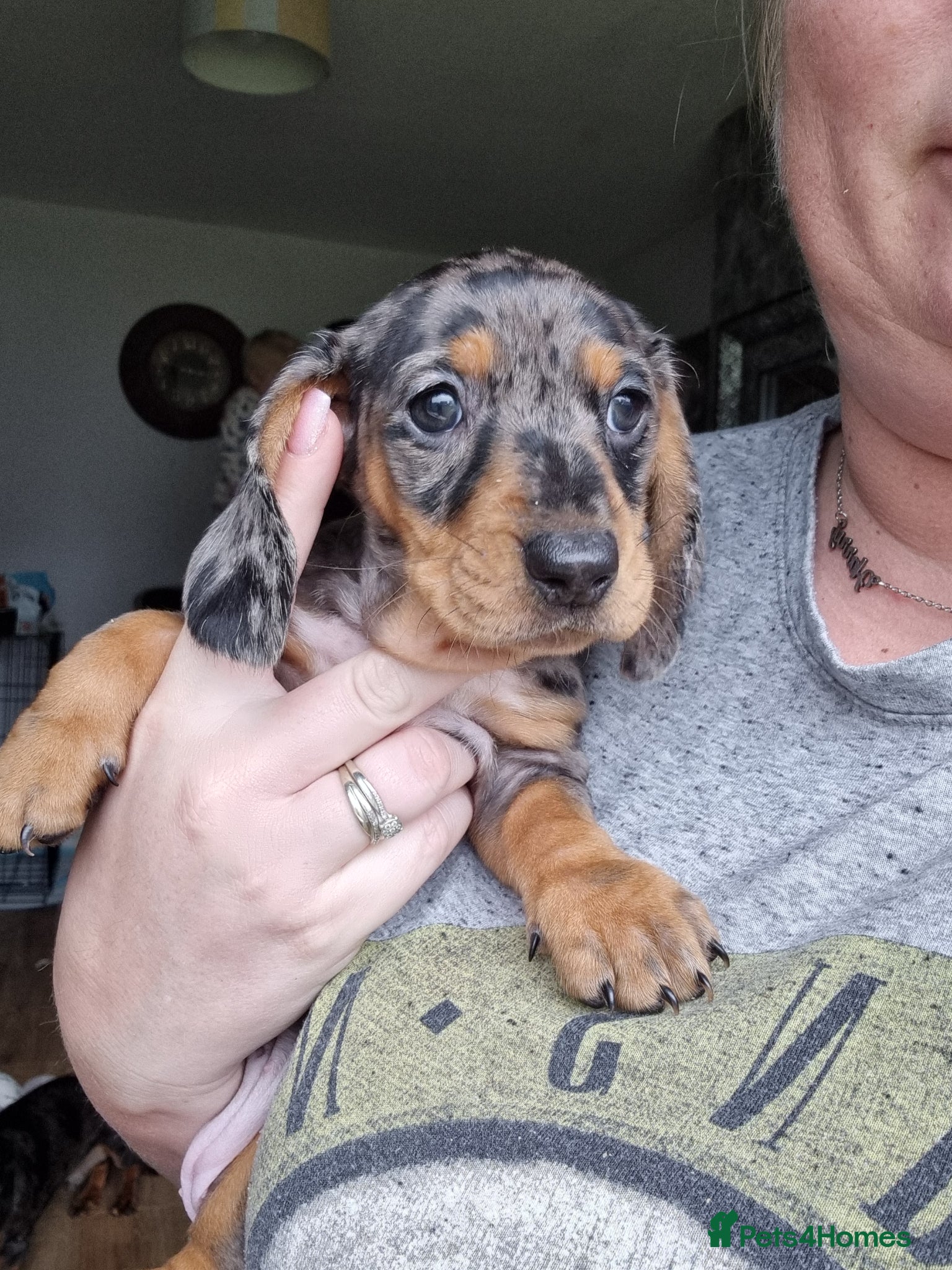 Miniature Dachshund dogs Miniature dachshunds - Advert 12