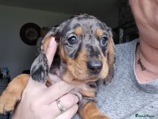 Miniature Dachshund dogs Miniature dachshunds - Advert 12