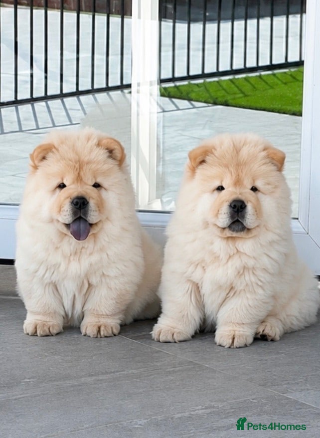 Chow Chow dogs 🧸Beautiful chow chow puppies 🧸 - Advert 2