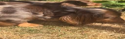 Miniature Dachshund dogs for sale: Ready Now  - Advert 20