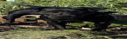 Patterdale Terrier dogs for sale: Patterdale terrier pups - Advert 11