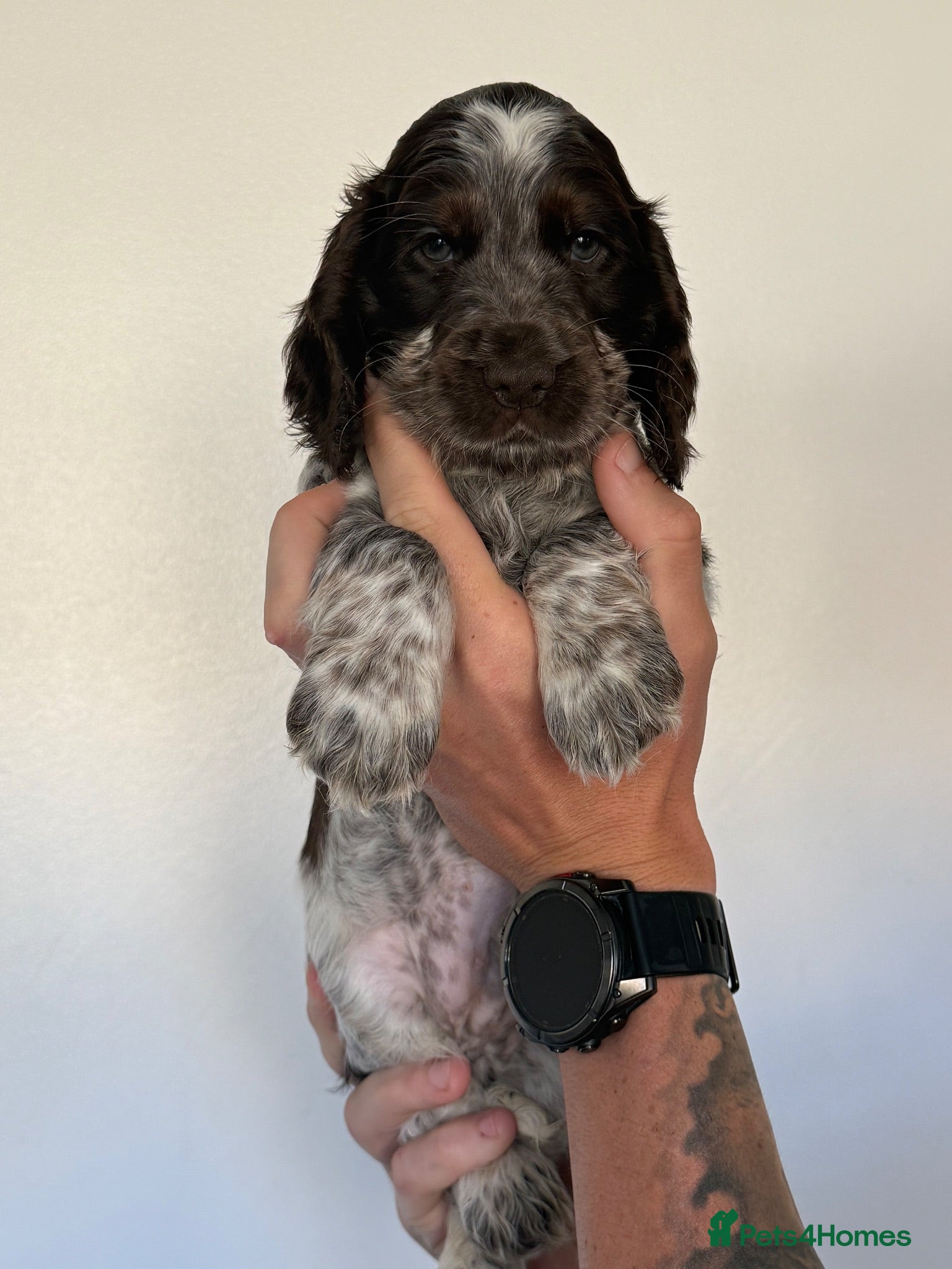 Cocker Spaniel dogs *Last cocker spaniel puppy available*  - Advert 15
