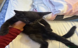 Sphynx cats for sale: Lovely Sphynx cross  - Image 1