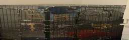 Rat rodents for sale: 2x female rats with cage - Advert 8