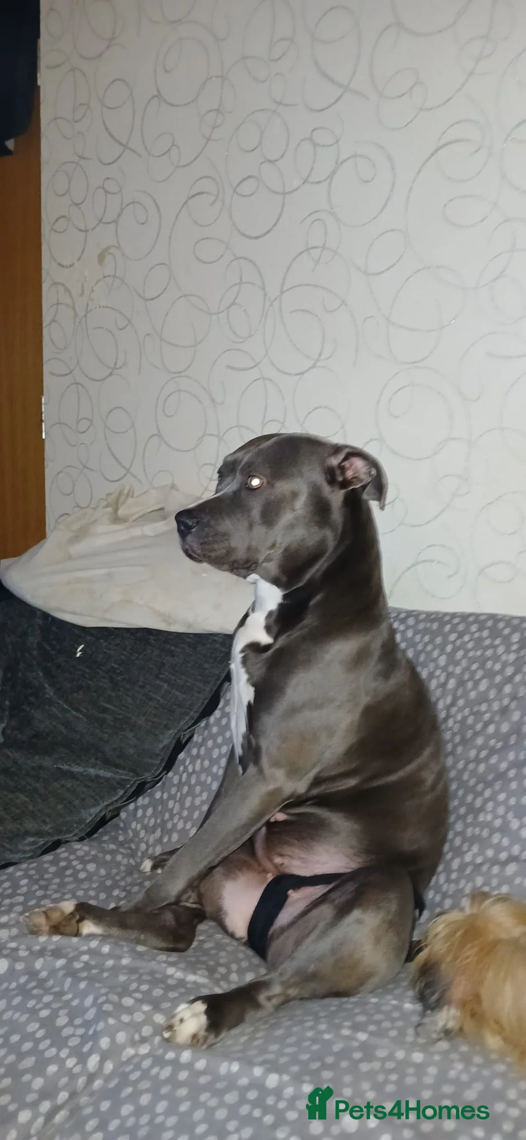 Mixed Breed dogs for sale: 2 male pups 10 months old in Salford - Advert 2