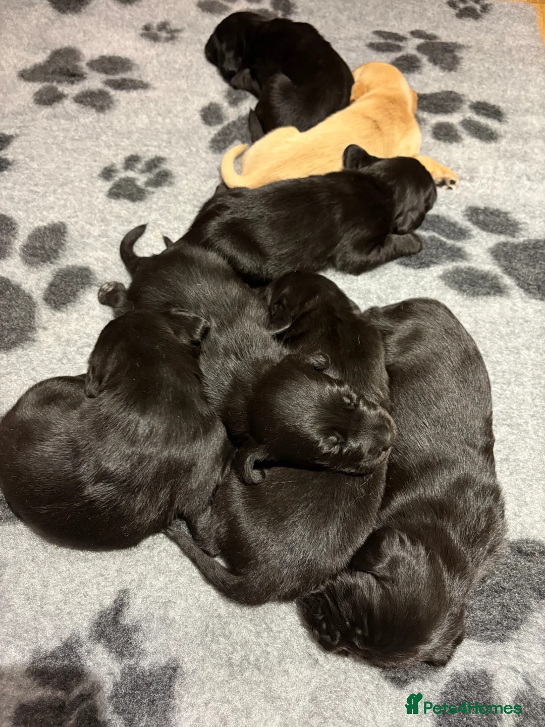 Cockerdor dogs for sale: Labrador X Cocker Spaniel Puppies - Advert 1