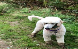 Cavapoo dogs for sale: Pups coming soon (F1) - Image 2