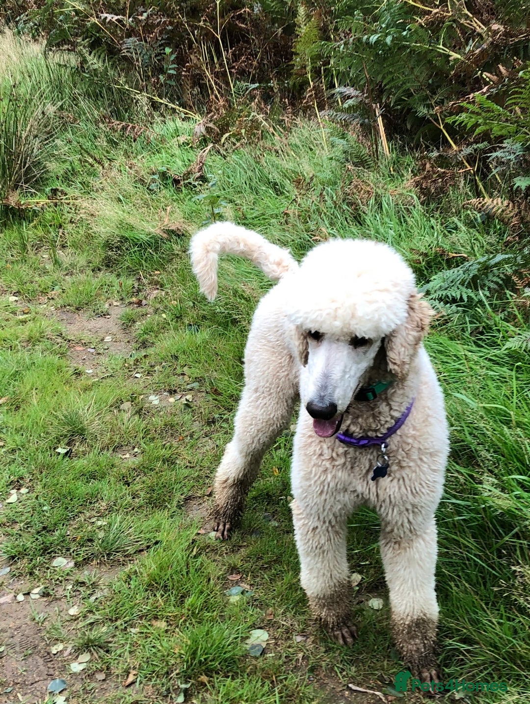 Cavapoo dogs for sale: Pups coming soon (F1) - Image 2