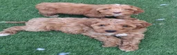 Cockapoo dogs for sale: ** BEAUTIFUL LITTER OF COCKAPOO PUPPIES ** - Advert 7