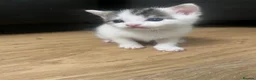 Mixed Breed cats for sale: Kittens  - Advert 6
