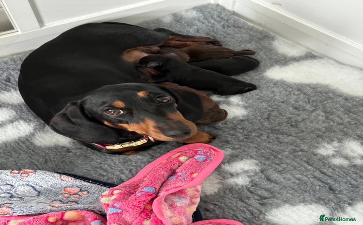 Miniature Dachshund dogs - Advert 1