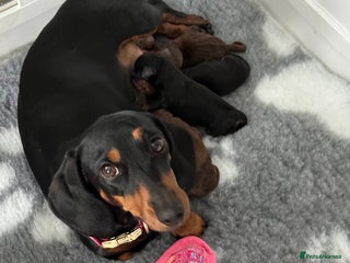 Miniature Dachshund dogs - Advert 26