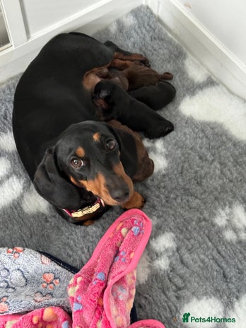 Miniature Dachshund dogs - Advert 1