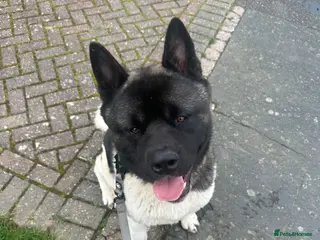 Akita dogs Huge Beautiful Softie Bear Head American Akita - Advert 4