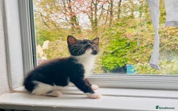 Mixed Breed cats for sale: Beautiful kitten ready to go to new home - Image 8