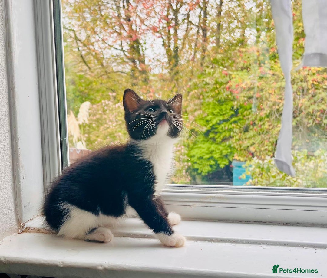 Mixed Breed cats for sale: Beautiful kitten ready to go to new home - Image 8