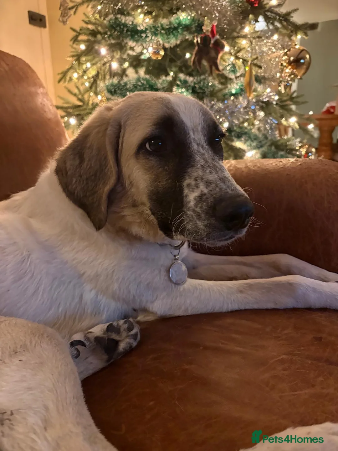 Mixed Breed dogs for adoption: Amara: Beautiful Soul Seeking a Family to Love - Advert 7